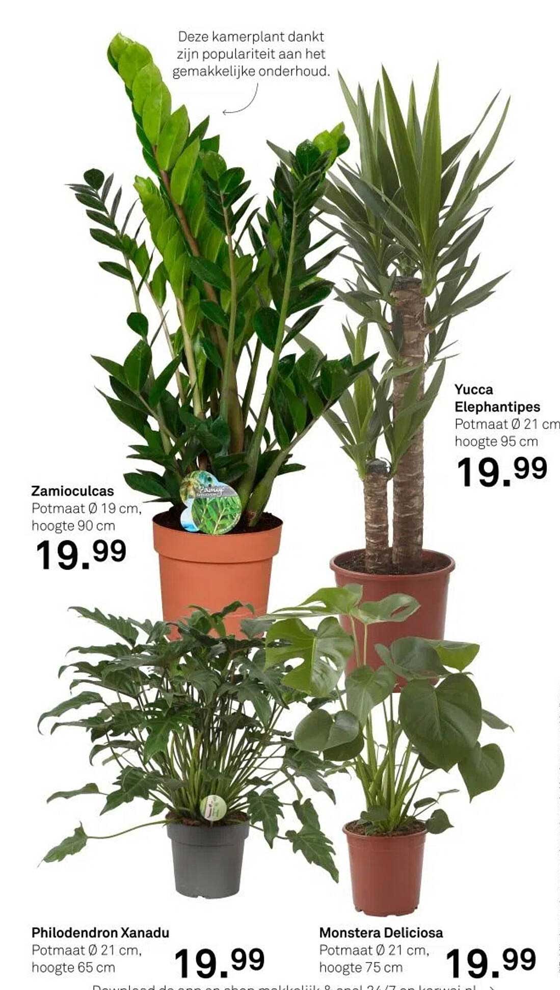 Zamioculcas  
Yucca Elephantipes  
Philodendron Xanadu  
Monstera Deliciosa  