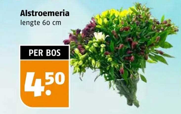 Alstroemeria lengte 60 cm PER BOS