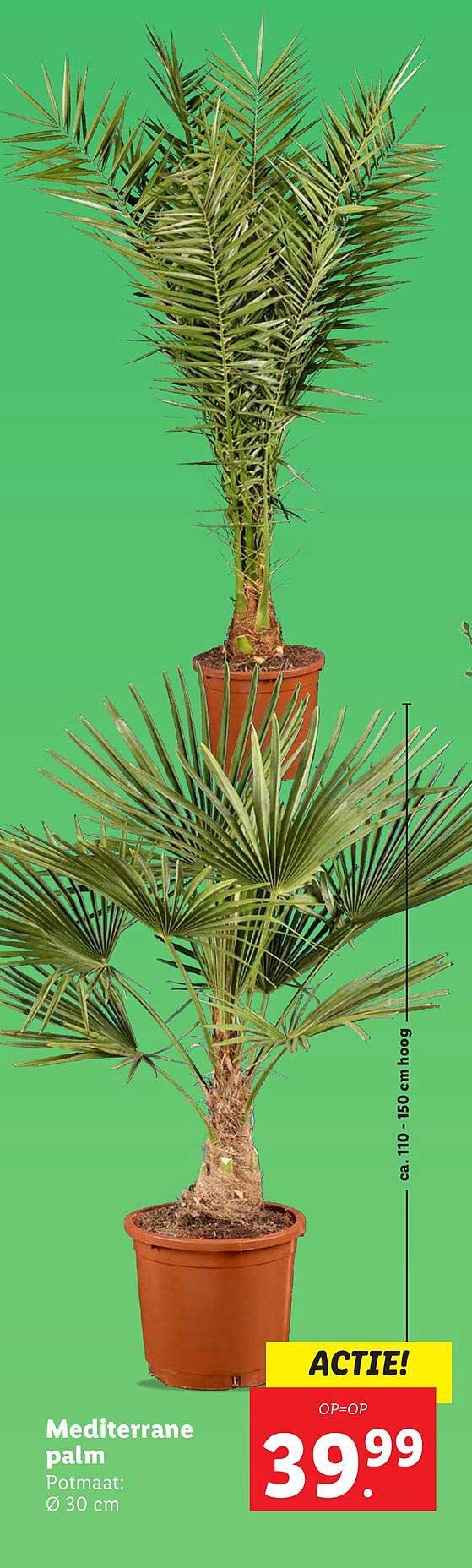 Mediterrane palm