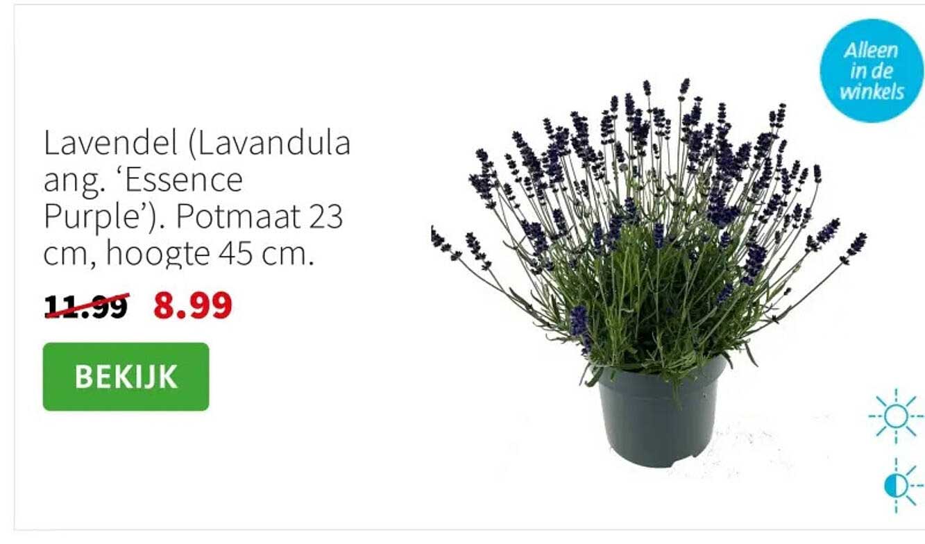 Lavendel (Lavandula ang. ‘Essence Purple’). Potmaat 23 cm, hoogte 45 cm.