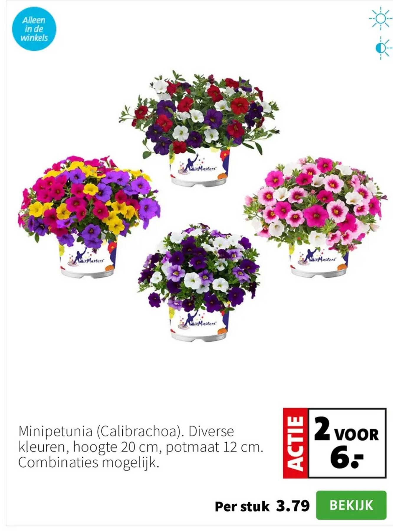 Minipetunia (Calibrachoa). Diverse kleuren, hoogte 20 cm, potmaat 12 cm. Combinaties mogelijk.