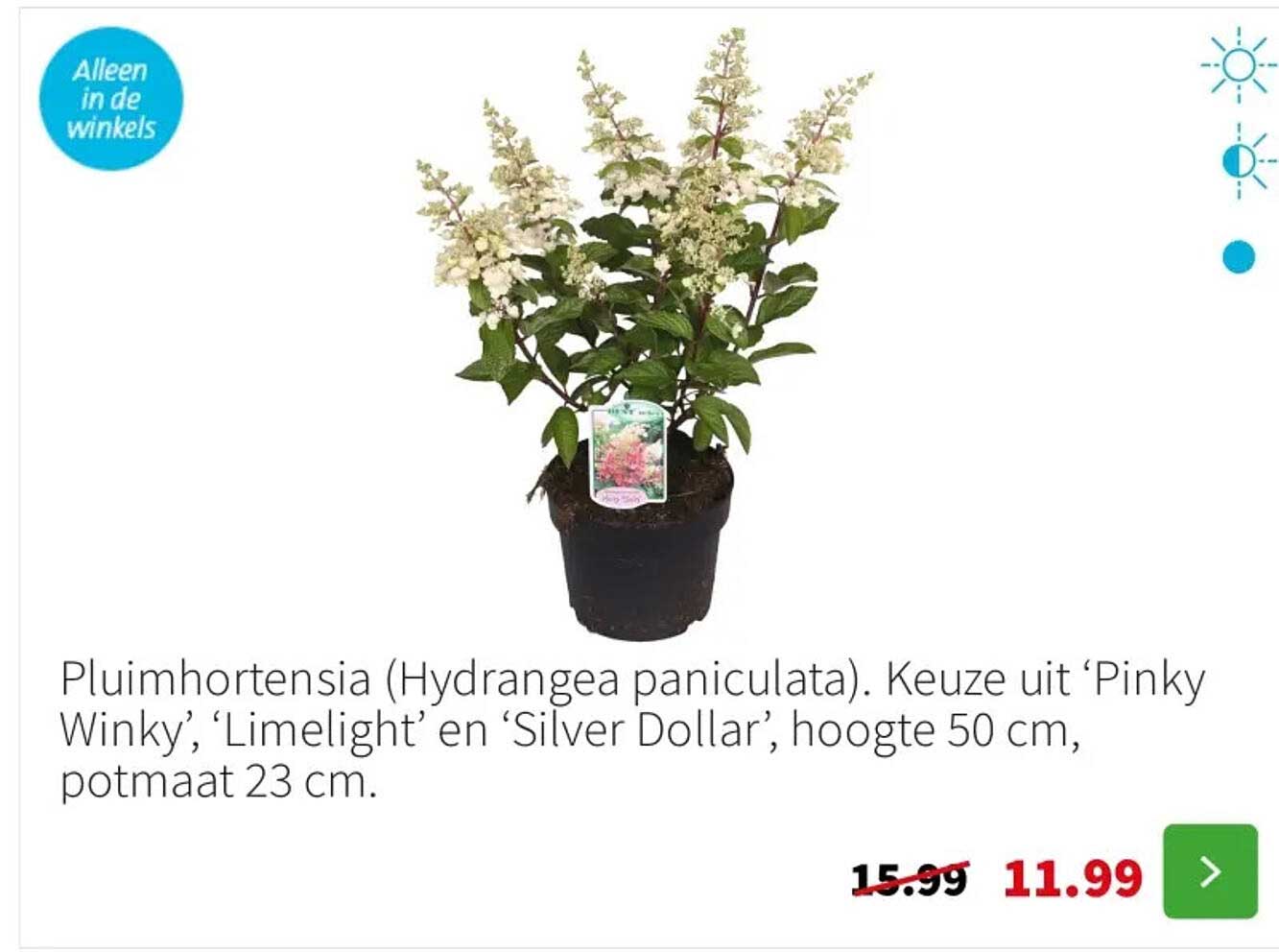 Pluimhortensia (Hydrangea paniculata). Keuze uit ‘Pinky Winky’, ‘Limelight’ en ‘Silver Dollar’, hoogte 50 cm, potmaat 23 cm.