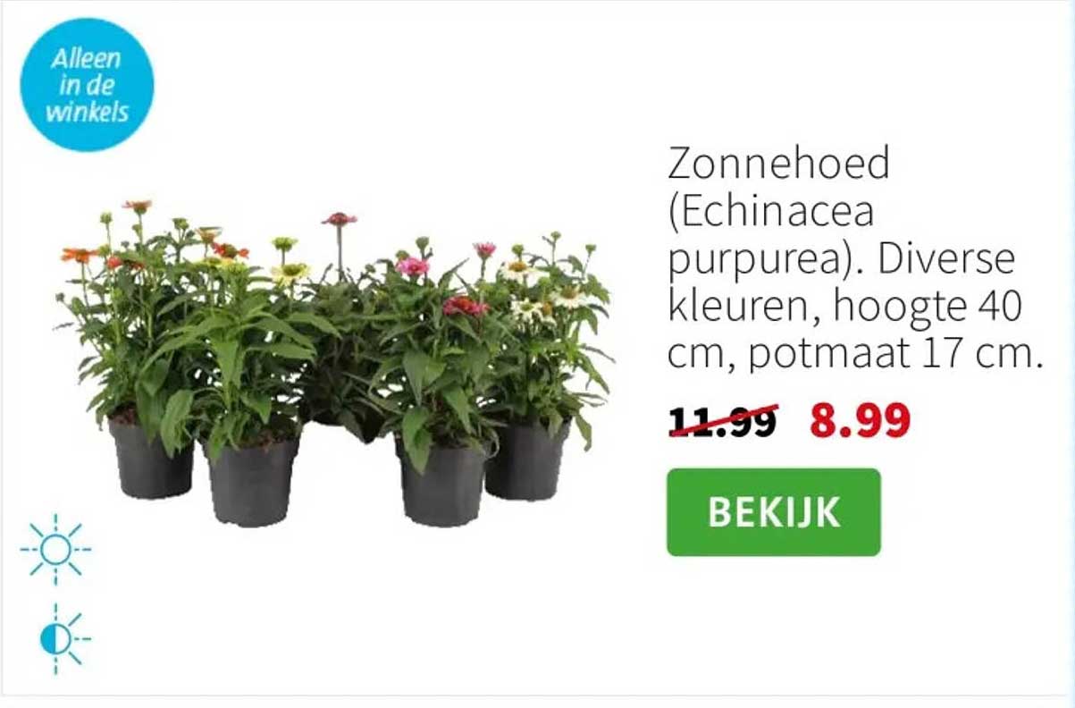 Zonnehoed (Echinacea purpurea). Diverse kleuren, hoogte 40 cm, potmaat 17 cm.