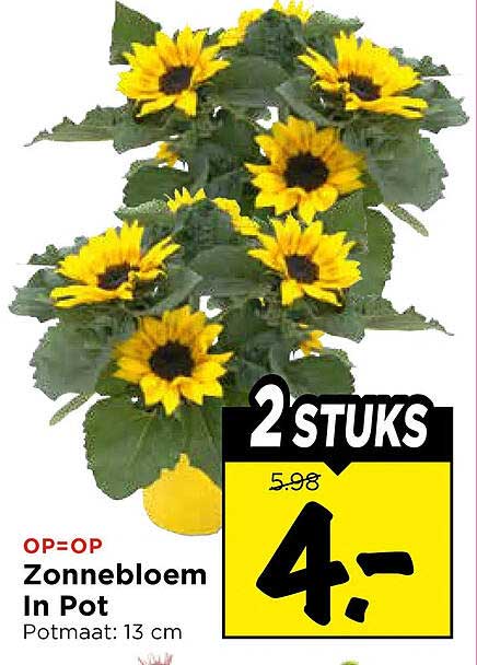 Zonnebloem In Pot 2 stuks