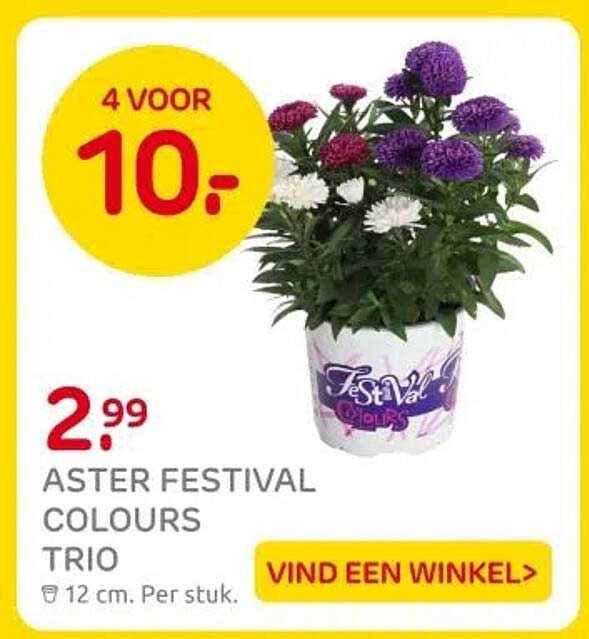 ASTER FESTIVAL COLOURS TRIO