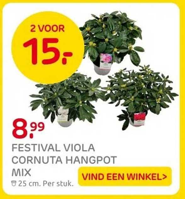 FESTIVAL VIOLA CORNUTA HANGPOT MIX