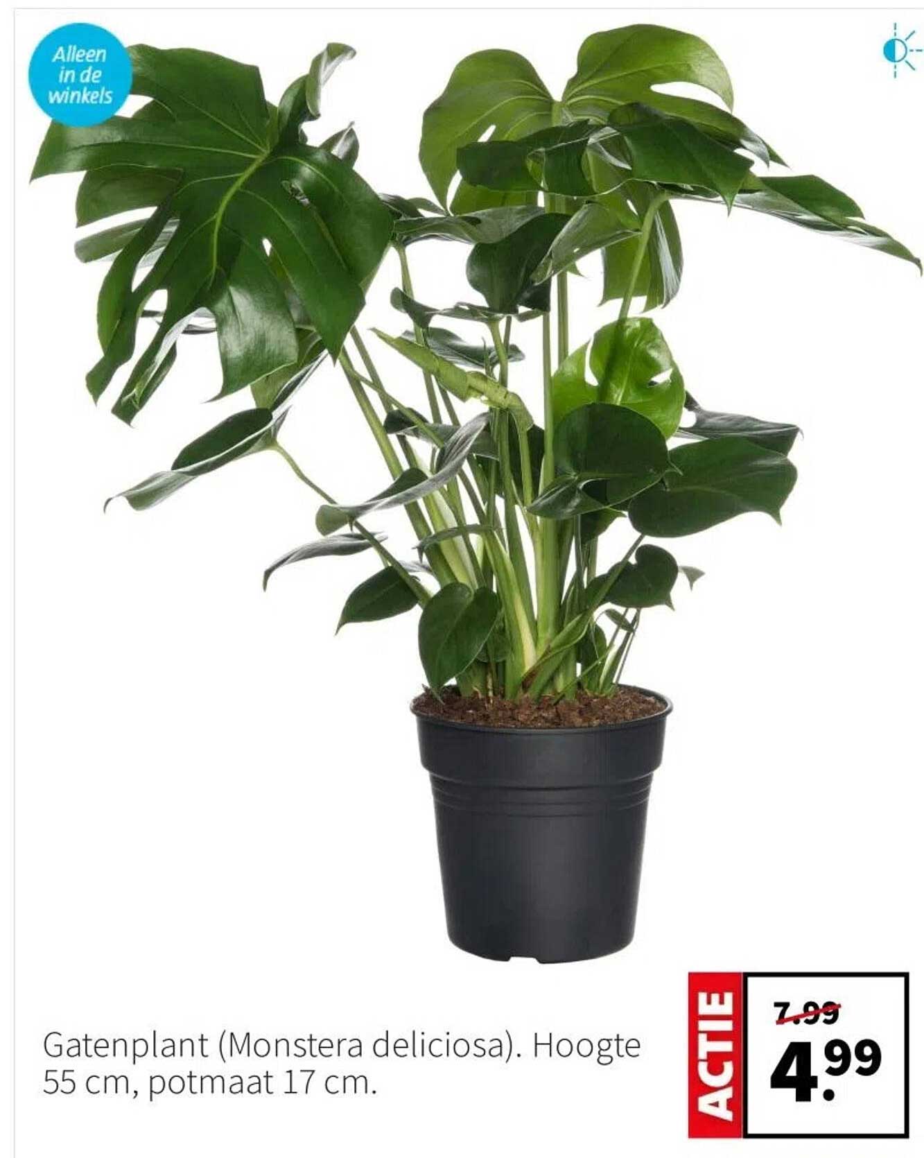 Gatenplant (Monstera deliciosa). Hoogte 55 cm, potmaat 17 cm.