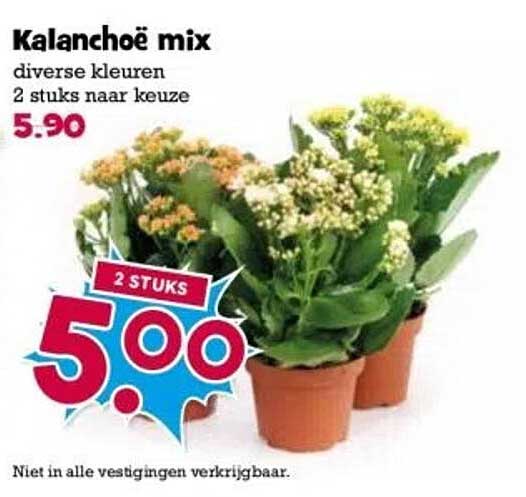 Kalankchoë mix