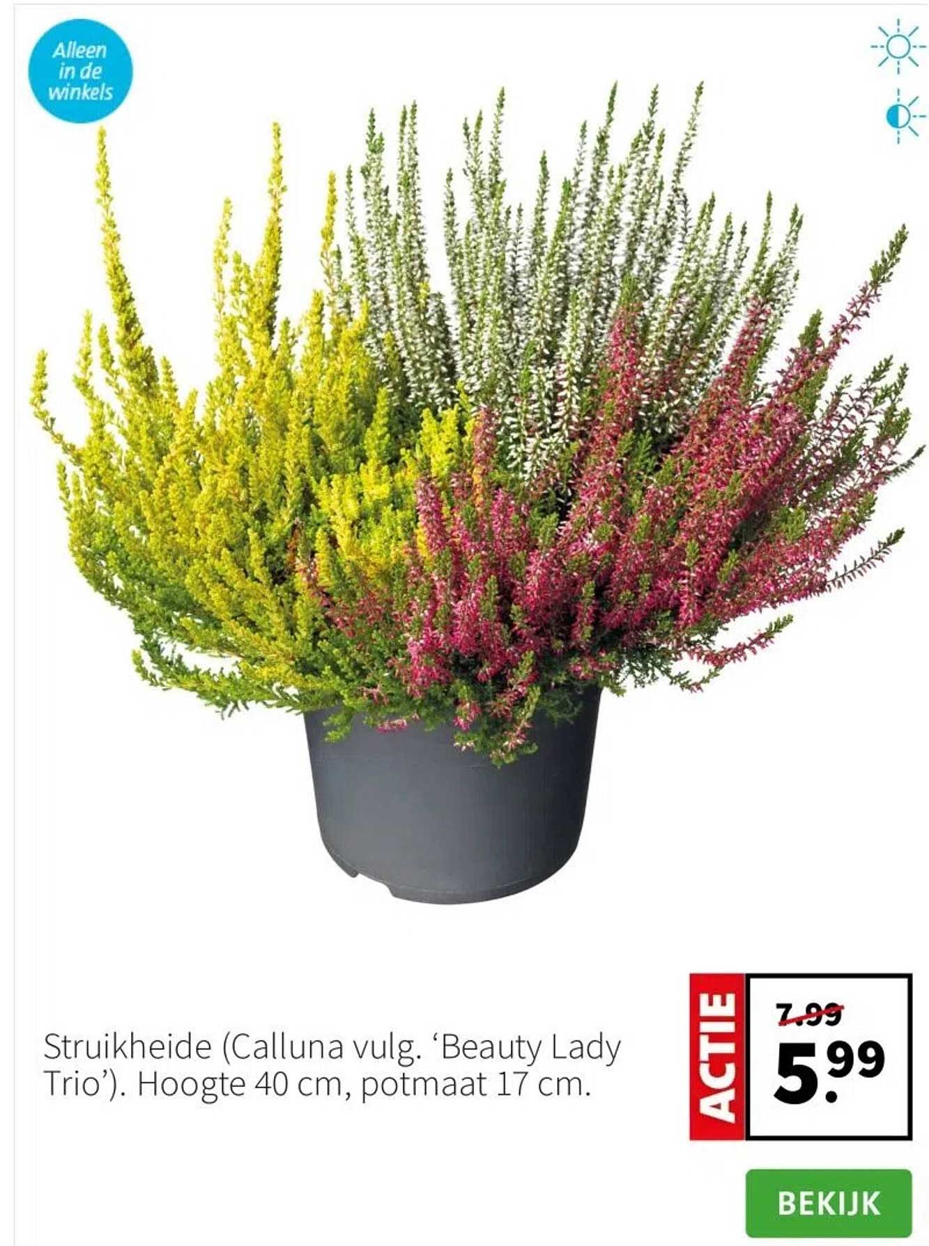 Struikheide (Calluna vulg. 'Beauty Lady Trio')