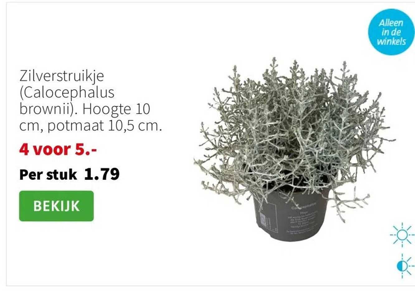 Zilverstruikje (Calocephalus brownii)