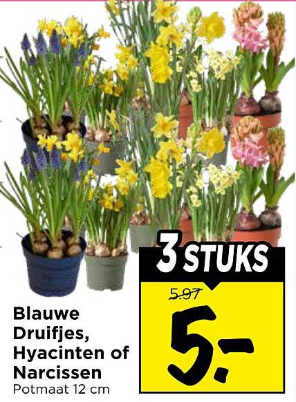Blauwe Druifjes, Hyacinten of Narcissen