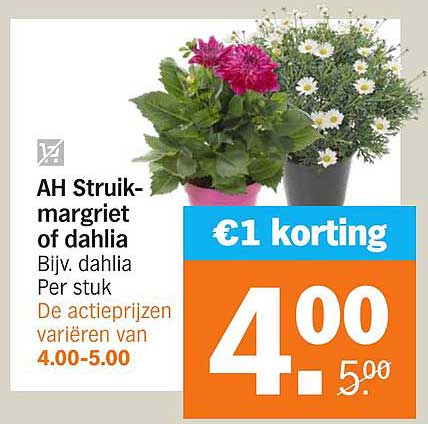 AH Struik-margriet of dahlia