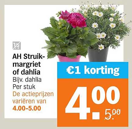AH Struik-margriet of dahlia