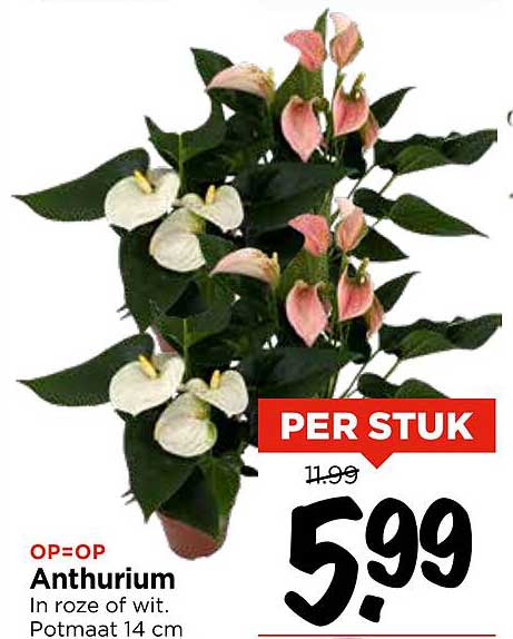 Anthurium in roze of wit. Potmaat 14 cm