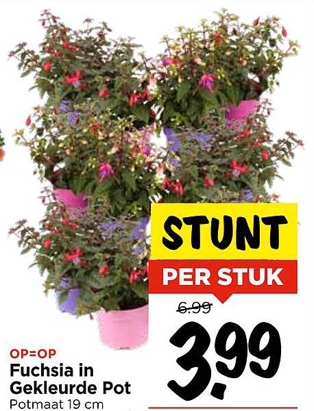 Fuchsia in Gekleurde Pot