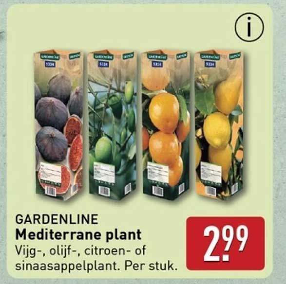 GARDENLINE Mediterrane plant