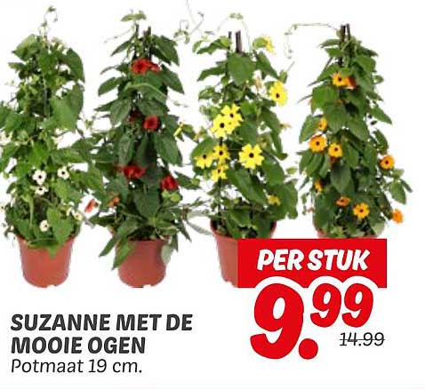 SUZANNE MET DE MOOIE OGEN