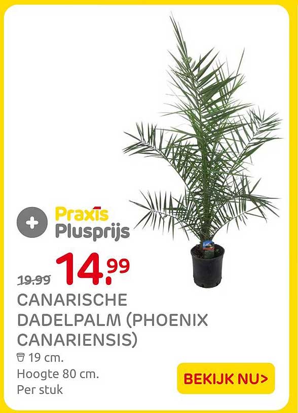 Canarische dadelpalm (Phoenix canariensis) Praxis Plusprijs