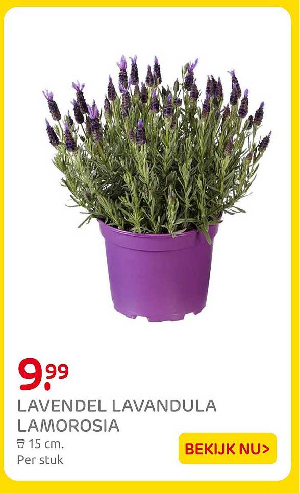 LAVENDEL LAVANDULA LAMOROSIA