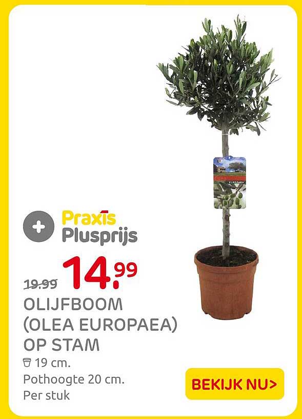 Olijfboom (Olea europaea) op stam