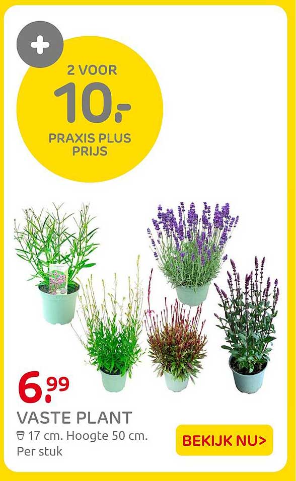 Vaste plant 2 voor 10.- Praxis Plus Prijs
