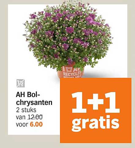 AH Bolchrysanten 2 stuks van 12.00 voor 6.00