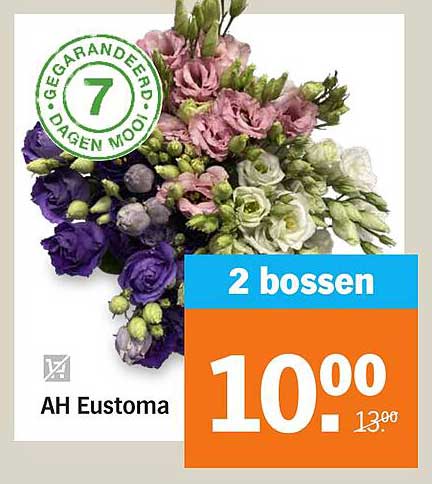 AH Eustoma - 2 bossen
