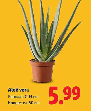 Aloë vera