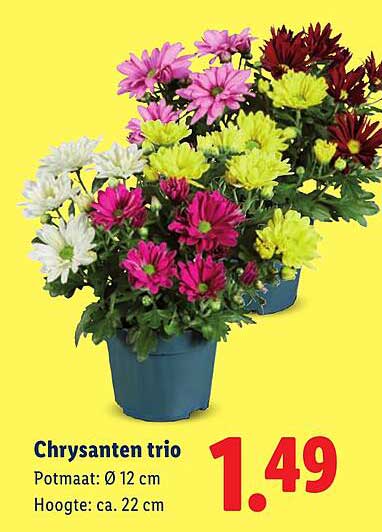Chrysanten trio