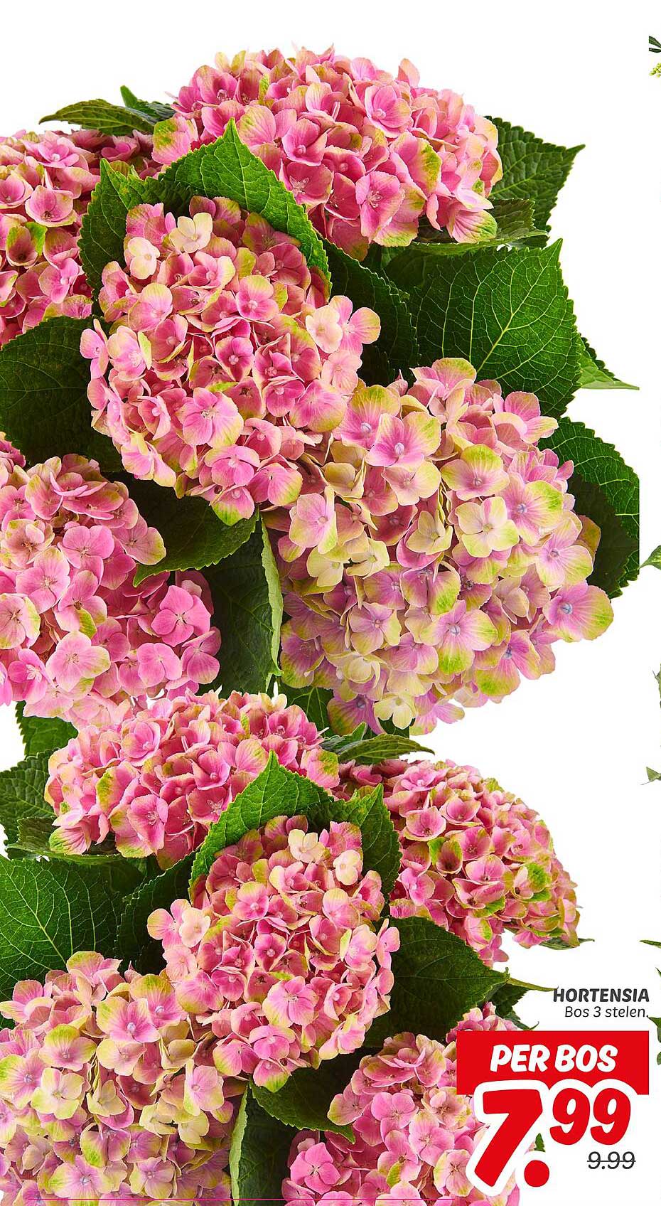 HORTENSIA Bos 3 stelen