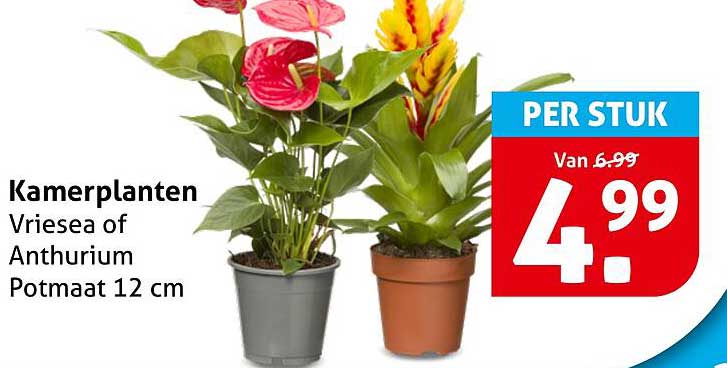 Kamerplanten Vriesea of Anthurium Potmaat 12 cm