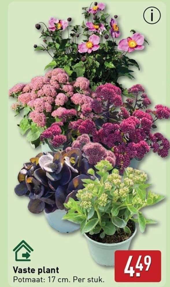 Vaste plant