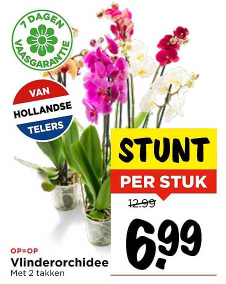 Vlinderorchidee met 2 takken