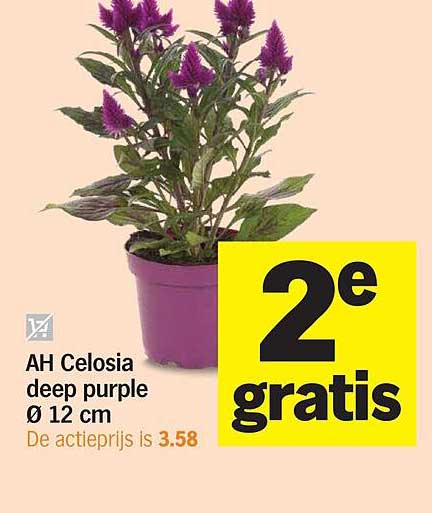 AH Celosia deep purple Ø 12 cm 2e gratis
