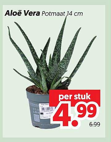 Aloë Vera Potmaat 14 cm