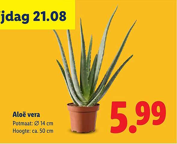 Aloë vera