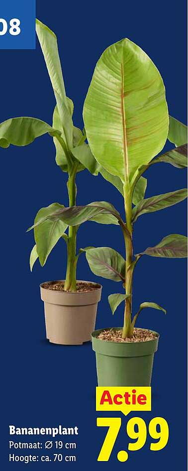 Bananenplant