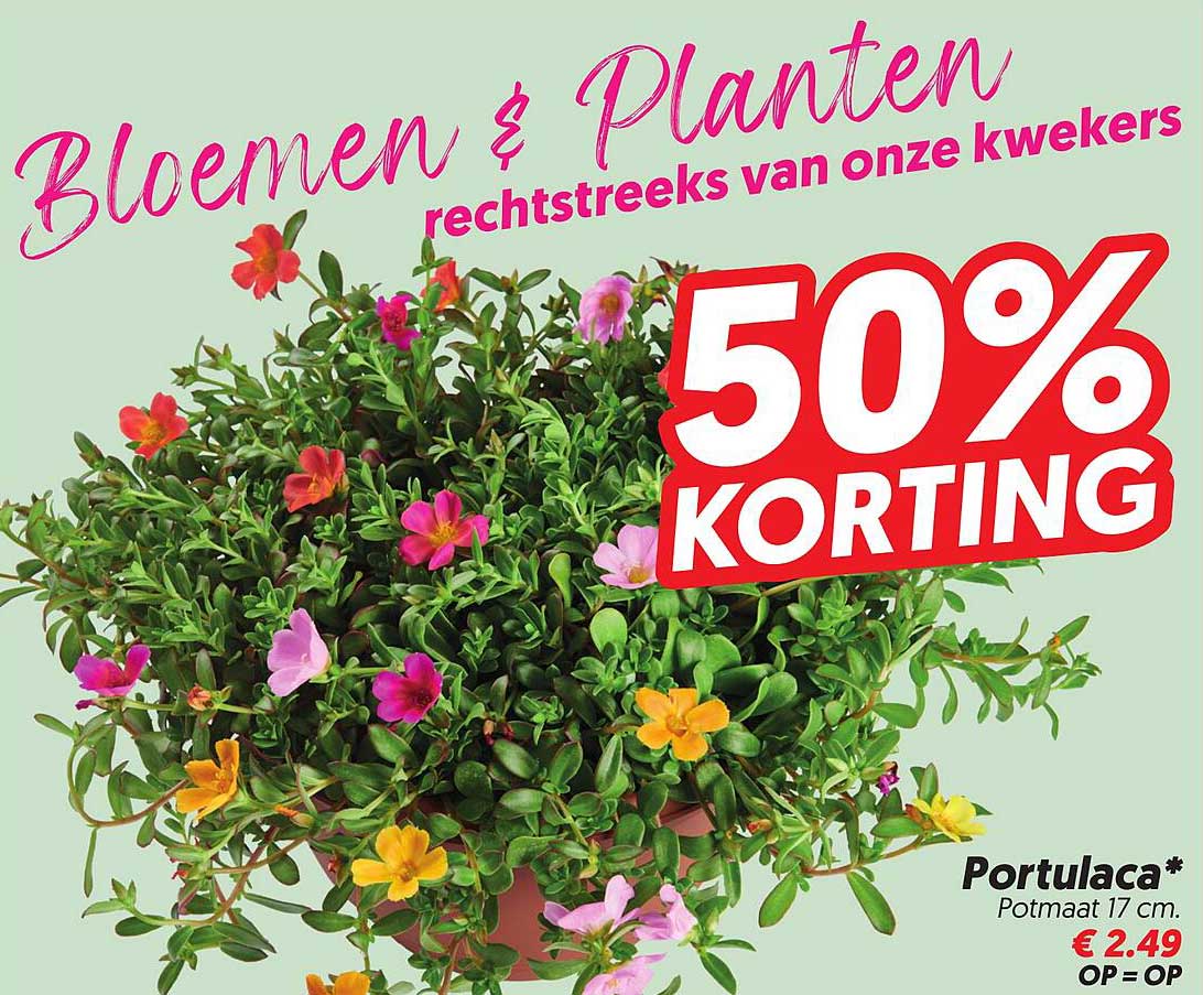 Bloemen & Planten rechtstreeks van onze kwekers 50% KORTING Portulaca*