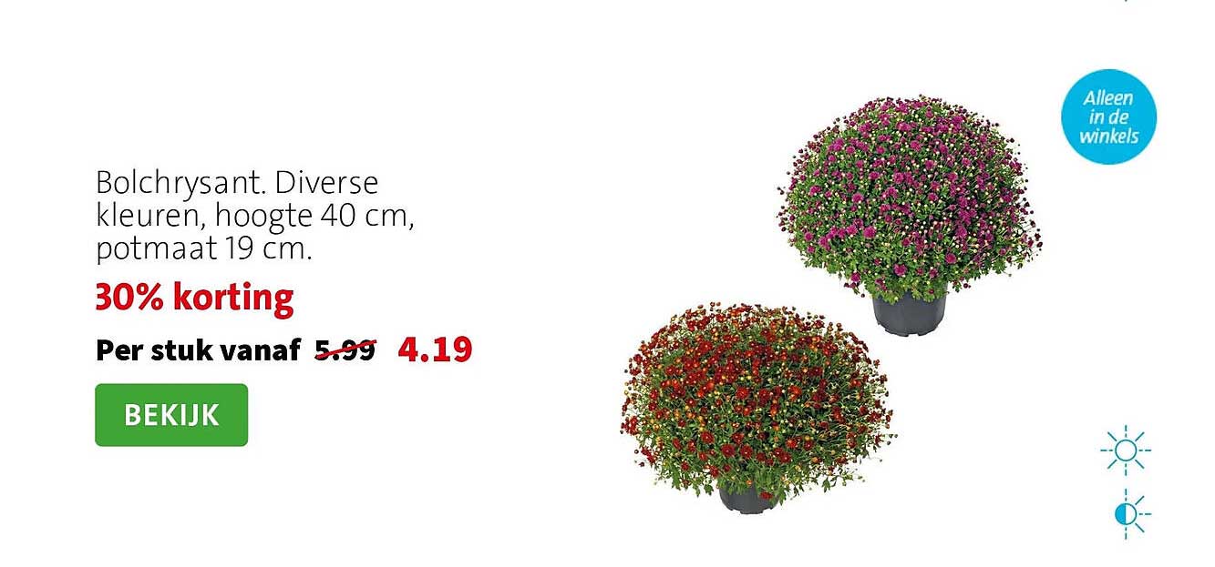 Bolchrysant. Diverse kleuren, hoogte 40 cm, potmaat 19 cm. 30% korting