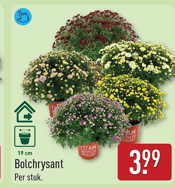 Bolchrysant