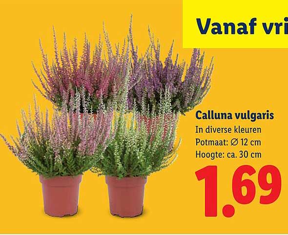 Calluna vulgaris