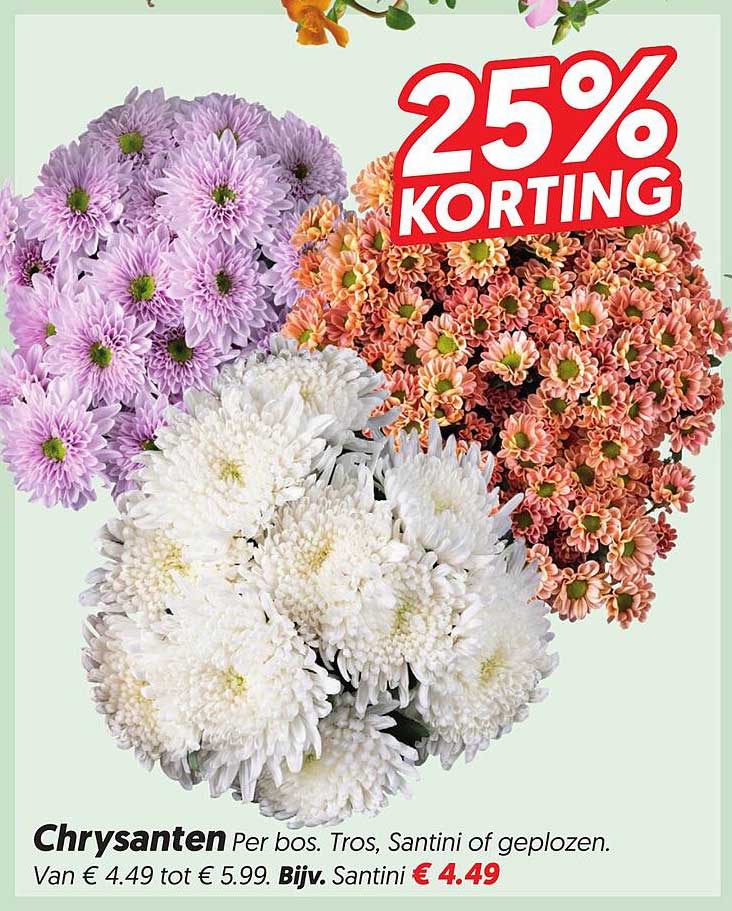 Chrysanten Per bos. Tros, Santini of geploozen. 25% KORTING