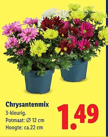Chrysantenmix