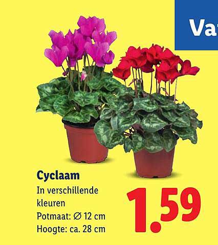 Cyclaam In verschillende kleuren Potmaat: Ø 12 cm Hoogte: ca. 28 cm