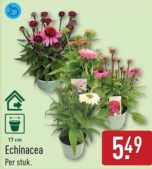 Echinacea