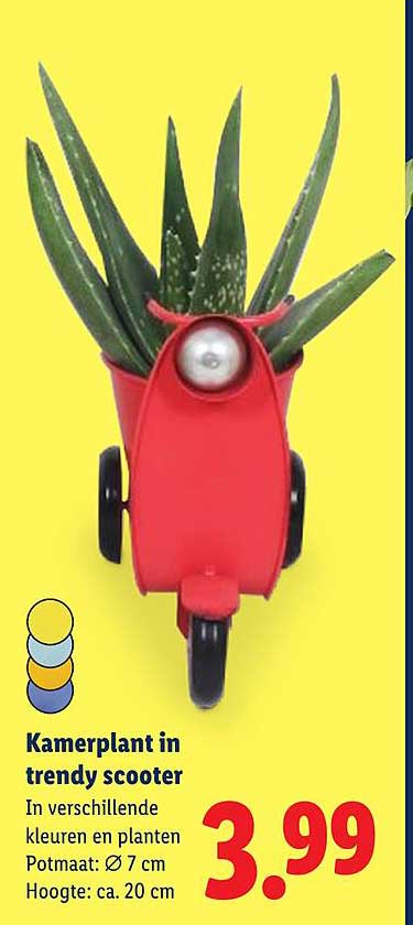 Kamerplant in trendy scooter