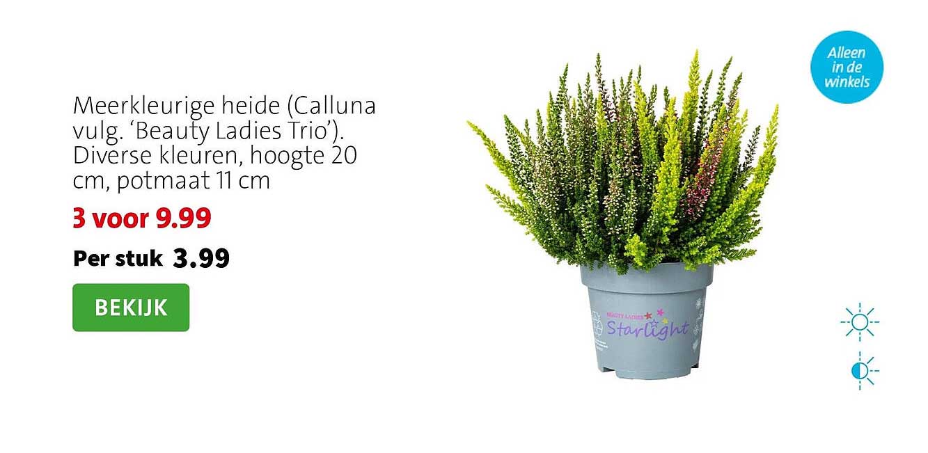 Meerkleurige heide (Calluna vulg. ‘Beauty Ladies Trio’). Diverse kleuren, hoogte 20 cm, potmaat 11 cm