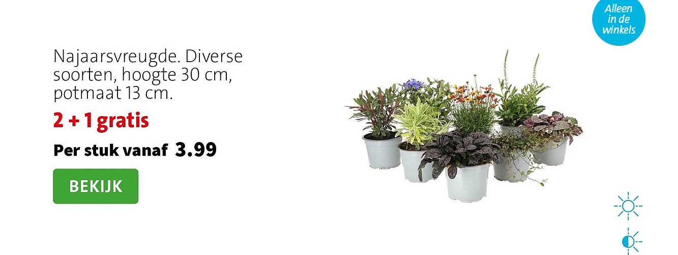 Najaarsvreugde. Diverse soorten, hoogte 30 cm, potmaat 13 cm. 2 + 1 gratis