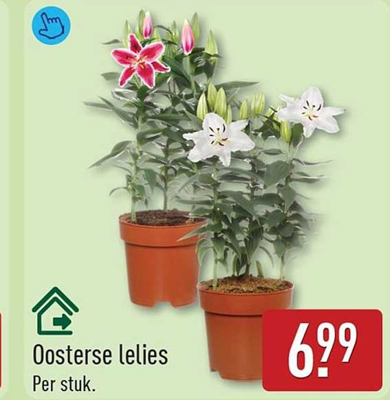 Oosterse lelies
