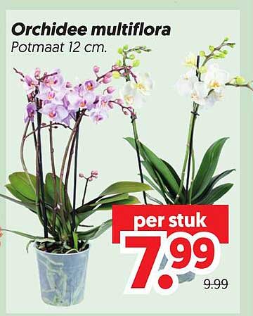 Orchidee multiflora Potmaat 12 cm.